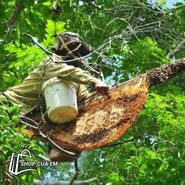 MẬT ONG TREO NGỌN CÂY CỔ THỤ NGỌC LINH - BẢN GIỚI HẠN SIÊU HIẾM, CHẤT MẬT GIÀ ĐẶC QUÁNH